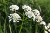 Oenanthe silaifolia