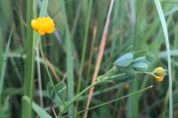 Trifolium patens