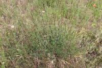 Artemisia campestris