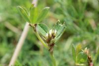 Trifolium scabrum