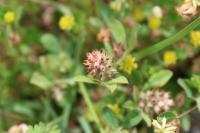 Trifolium scabrum
