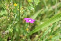 Legousia speculum-veneris