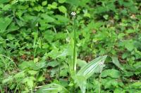 Orchis purpurea