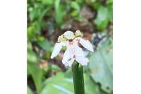 Orchis purpurea