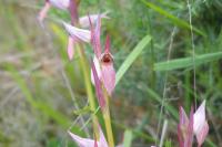 Serapias lingua