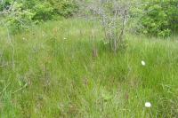 Anacamptis laxiflora