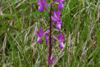 Anacamptis laxiflora