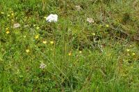 Oenanthe pimpinelloides