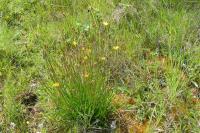 Scorzonera humilis