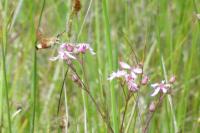 Lychnis flos-cuculi