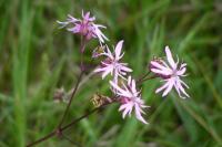 Lychnis flos-cuculi