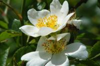 Rosa canina