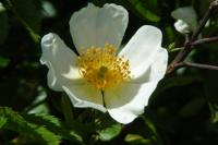 Rosa canina