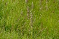Himantoglossum hircinum