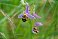 Ophrys apifera