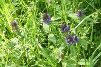 Prunella vulgaris