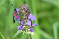 Prunella vulgaris