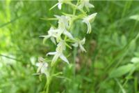 Platanthera bifolia