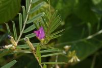 Vicia sativa
