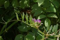 Vicia sativa