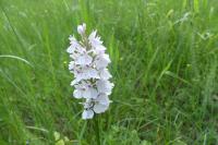 Dactylorhiza maculata