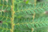 Polystichum setiferum