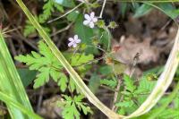 Geranium purpureum