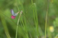Lathyrus nissolia
