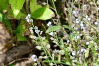 Myosotis arvensis
