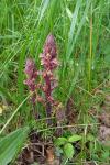 Orobanche
