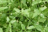 Moehringia trinervia