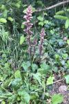 Orobanche