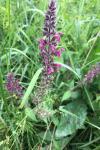 Stachys sylvatica