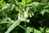 Symphytum officinale
