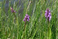 Dactylorhiza elata