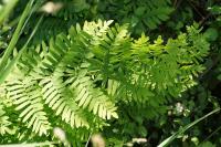 Osmunda regalis