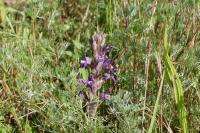 Phelipanche arenaria
