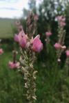 Onobrychis viciifolia