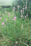 Onobrychis viciifolia