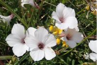 Linum appressum