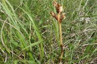 Orobanche teucrii