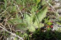 Hieracium maculatum
