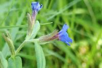 Aegonychon purpurocaeruleum