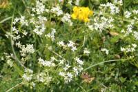 Galium pumilum