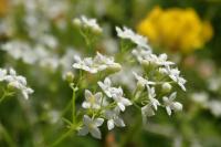 Galium pumilum