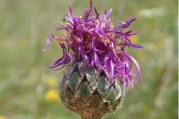 Centaurea scabiosa