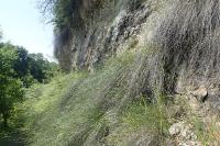 Schoenus nigricans