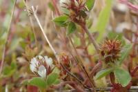 Trifolium scabrum
