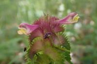 Melampyrum cristatum
