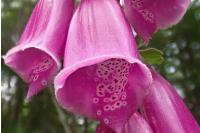 Digitalis purpurea